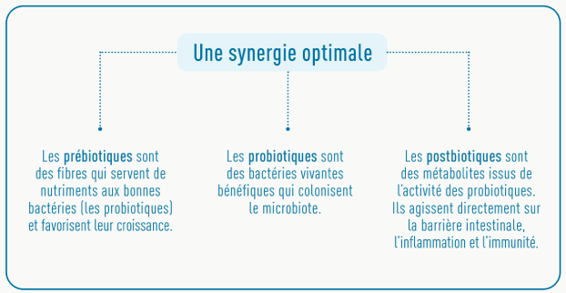 Différences prébiotiques probiotiques et postbiotiques
