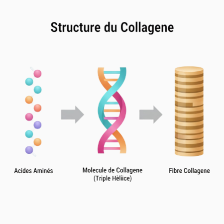 Structure du collag&egrave;ne marin